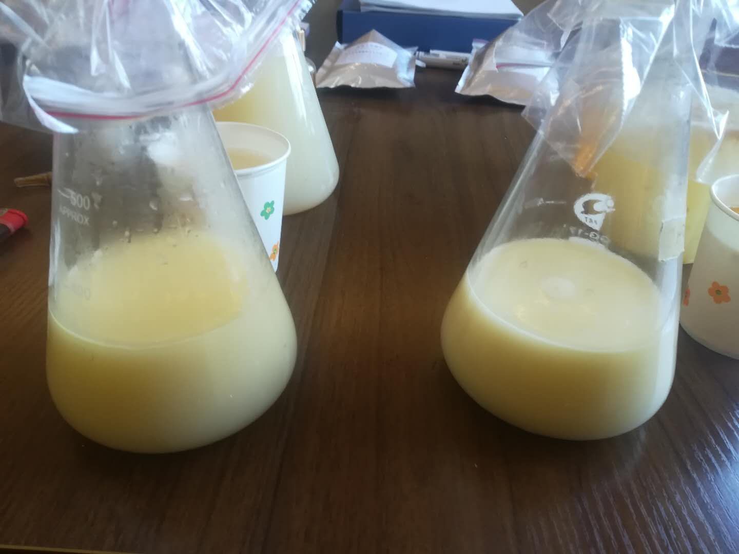 元宝枫籽油植物饮品的开发